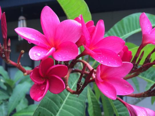 <y first spring bloom of the fragrant plumeria!